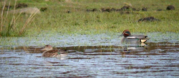 teal - track marais - feb 10