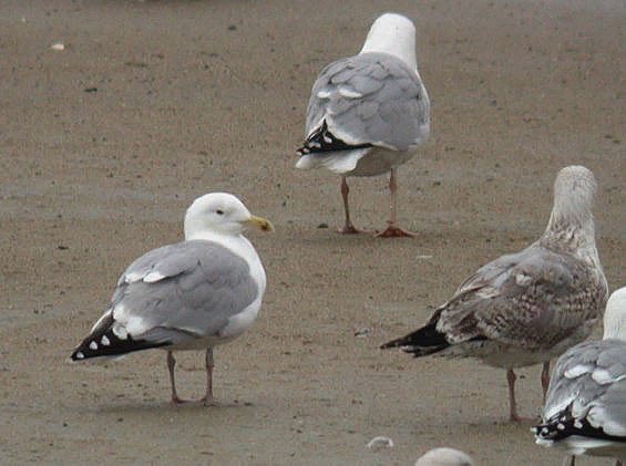 dark-eyed herring gull - rousse - feb 10