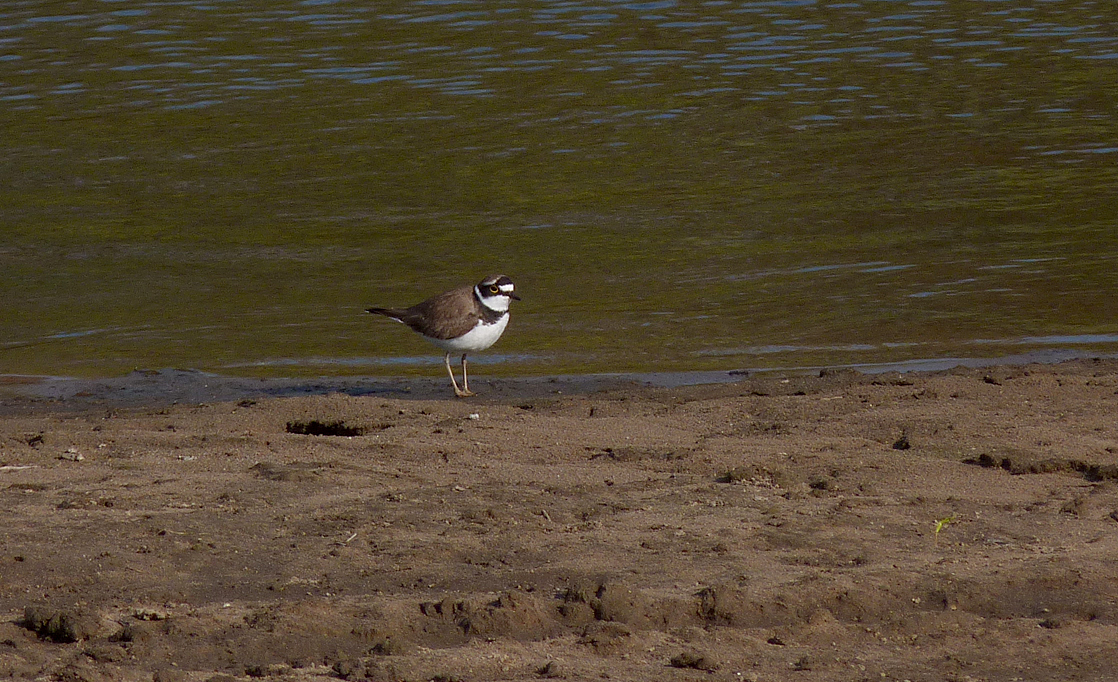 Little Ringed Plover - Pomiechowo Marshes