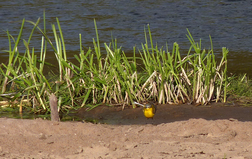 Blue-headed Wagtail - Pomiechowo Marshes