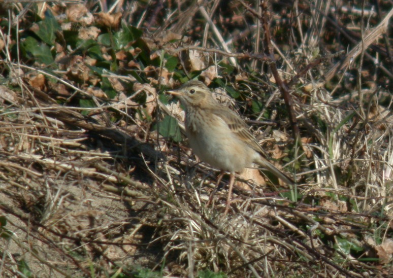 Richard's Pipit - Pulias - 5 Mar 10