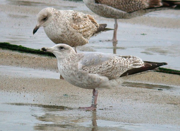 Darvic-ringed Herring Gull - Rousse