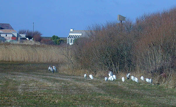 Grey Herons & Little Egrets roosting behind the Claire Mare
