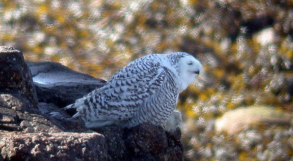 Snowy Owl on Lihou
