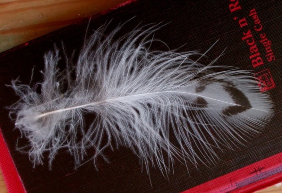Snowy Owl feather