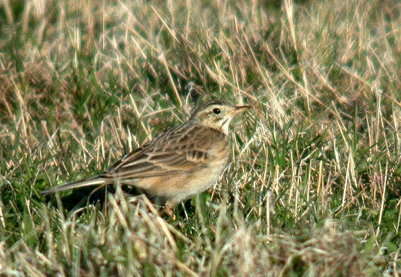 Richard's Pipit - Pulias - 15 Mar 10