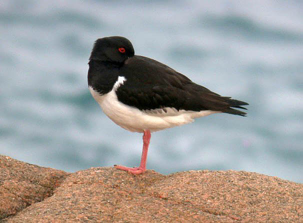 Oystercatcher - Fort Hommet - 17 Mar 10