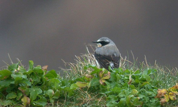 Wheatear - Fort Hommet - 19 Mar 10