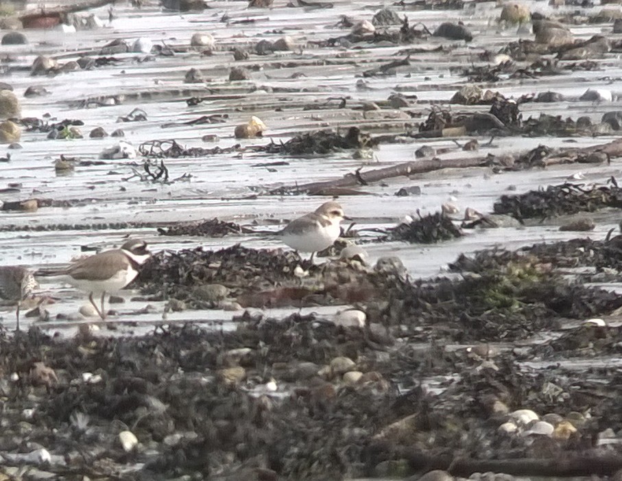Kentish Plover - Grandes Havres - 6 May 16