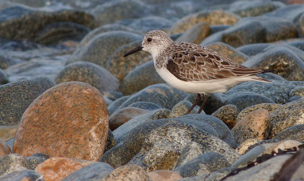 sanderling - Grandes Havres - 6 May 16