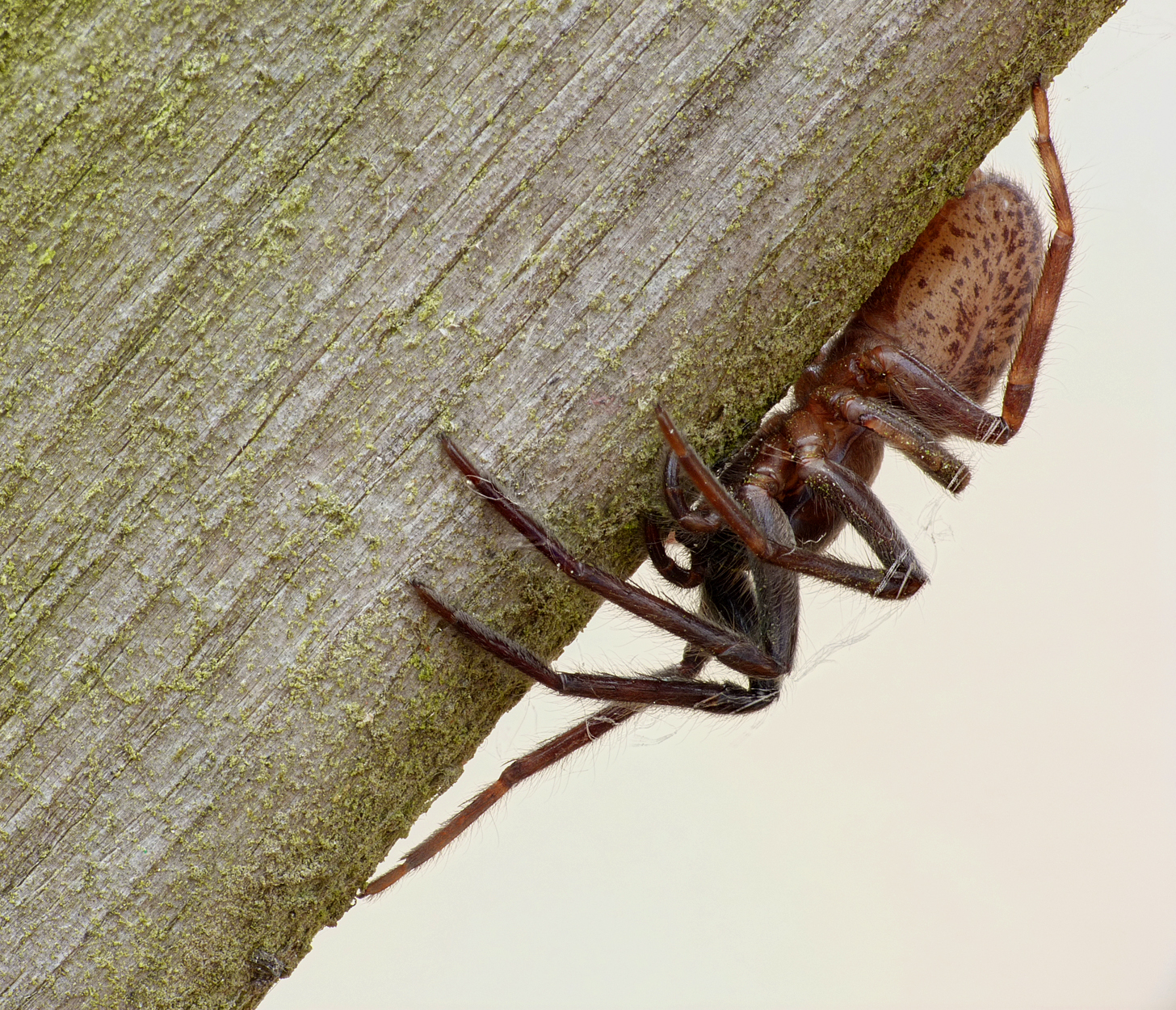 spider in the garden - 8 May 16