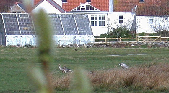 Crane at L'Eree