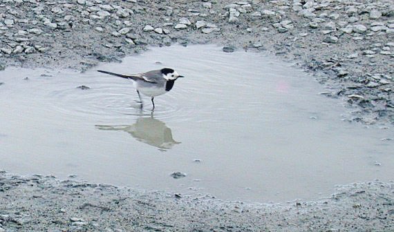 White Wagtail - Jaonneuse - 5 Apr 10