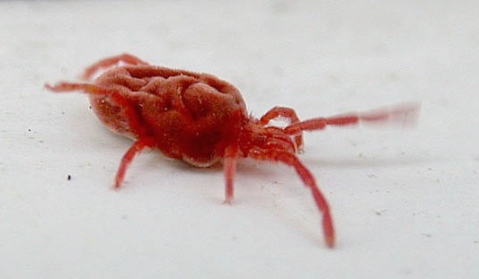 red velvet mite - garden