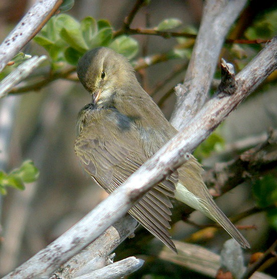 Willow Warbler - Claire Mare - 13Apr10