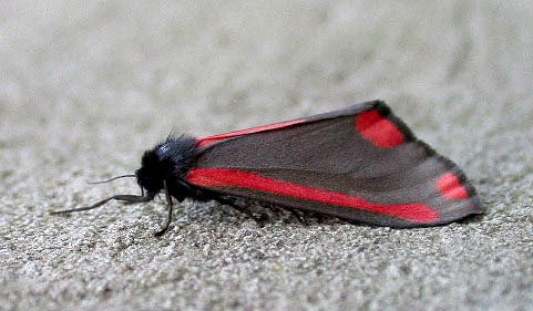 Cinnabar - garden - 17 Apr 10