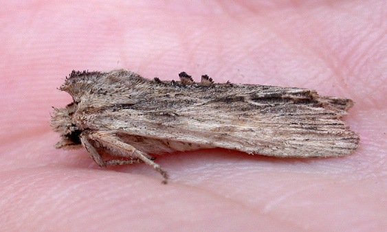 Tawny Pinion - garden - 24 Apr 10