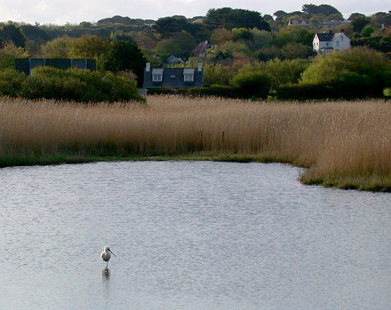 Spoonbill - Claire Mare