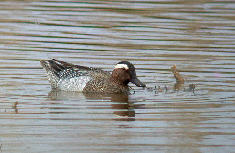 Garganey - Claire Mare - 6th May 10