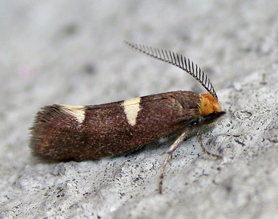 Incurvaria masculella - garden