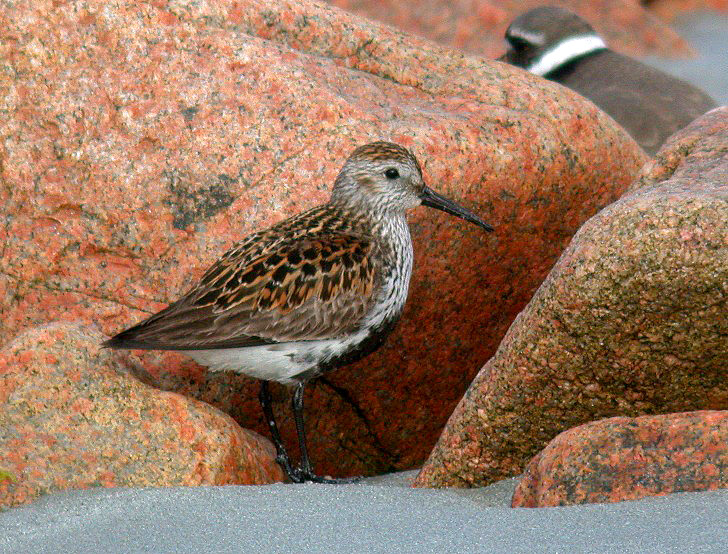 Dunlin - Ft Hommet - 14 May 10