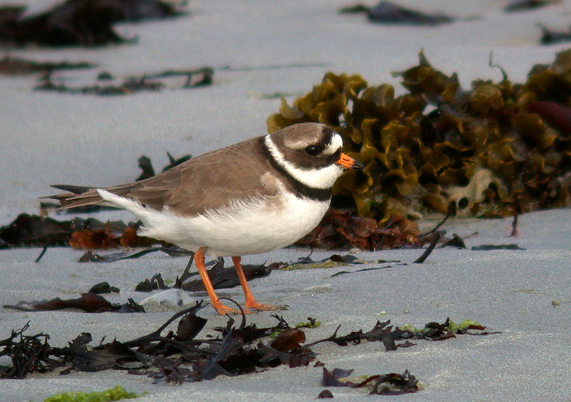 Ringed Plover - Ft Hommet - 14 May 10
