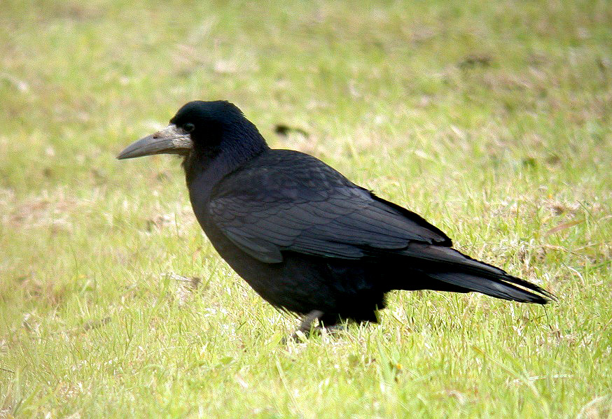 Rook - Mt Herault - 16 May 10