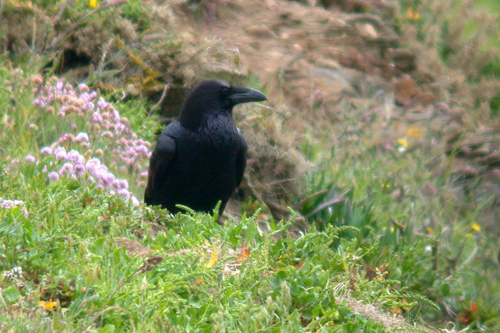 Raven - Mt Herault - 16 May 10