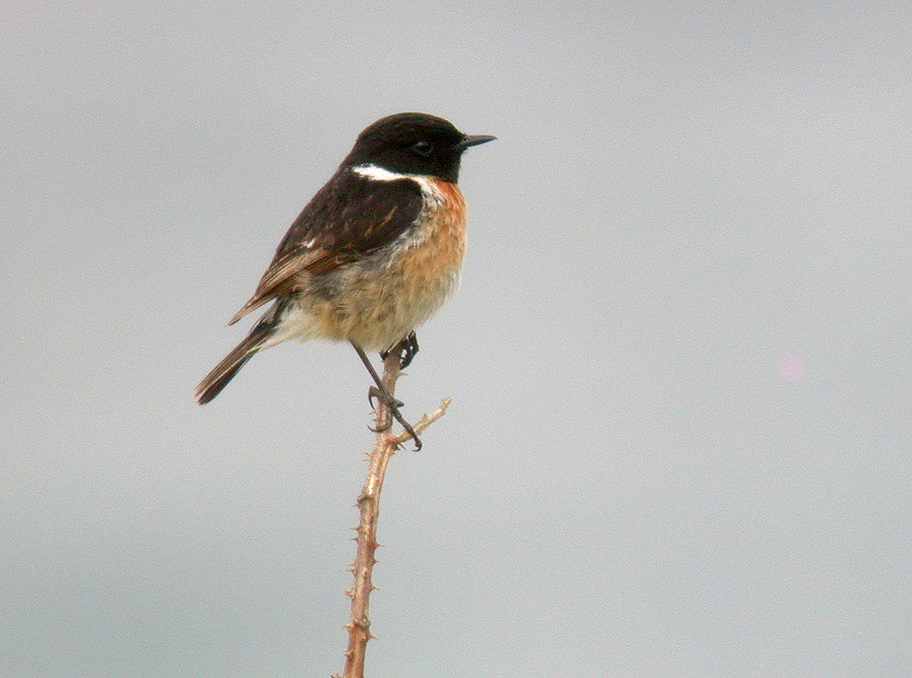 Stonechat - Pleinmont 