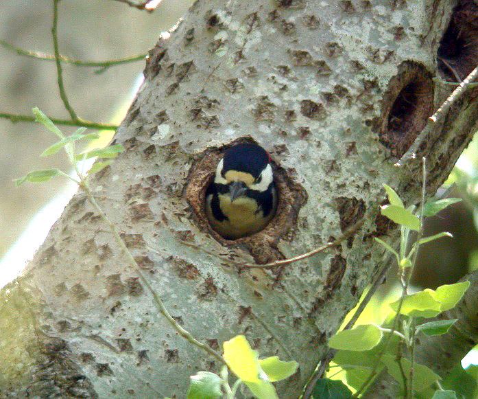 Great Spotted Woodpecker - Talbot Valley - 