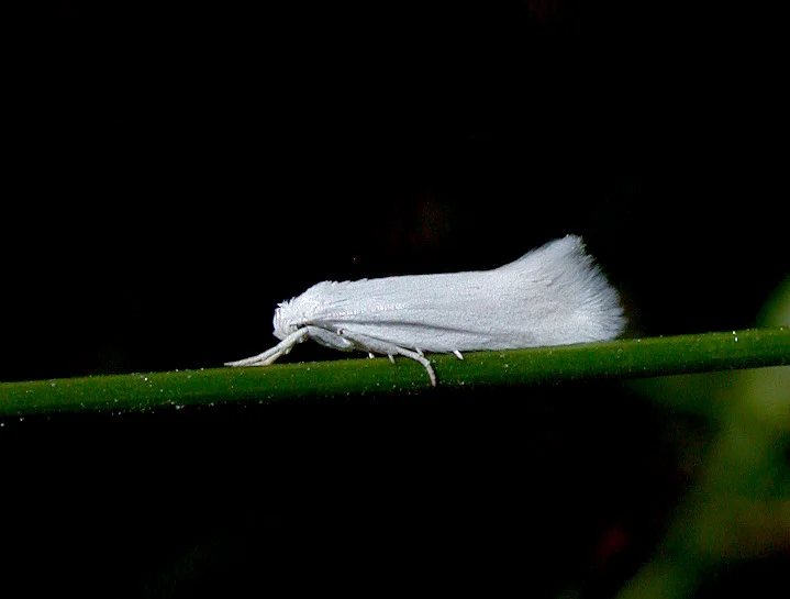 Elachista argentella - Rousse