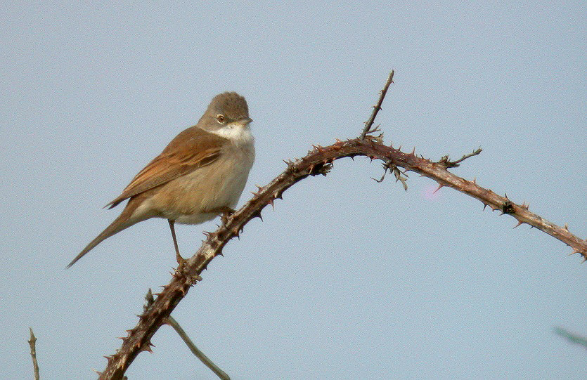 Whitethroat - Pleinmont