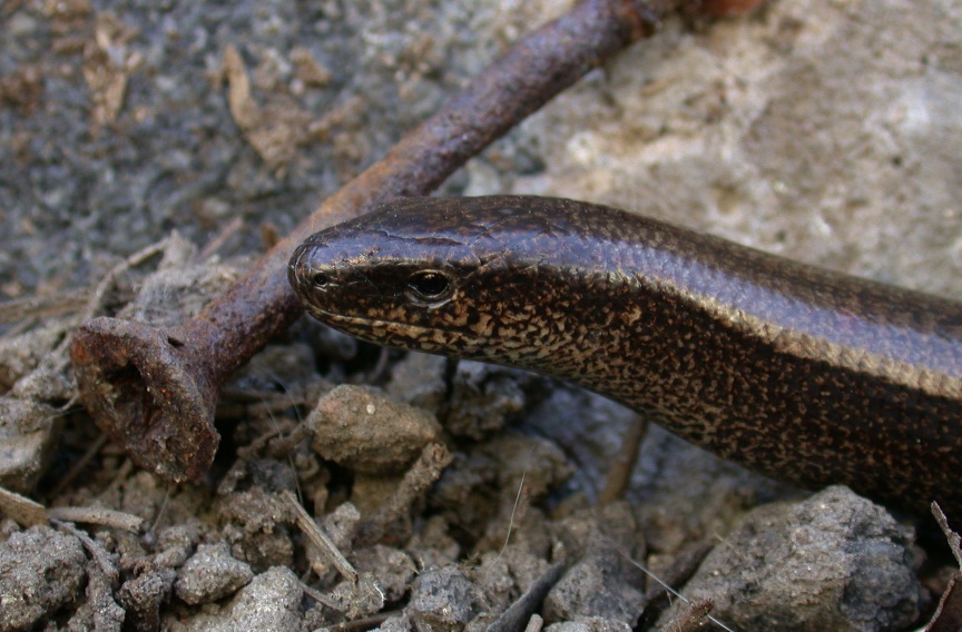 slow worm in the garden