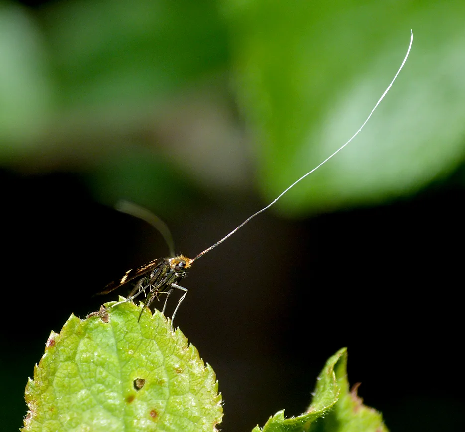 Adela croesella - Mouin Huet - 31 May 16