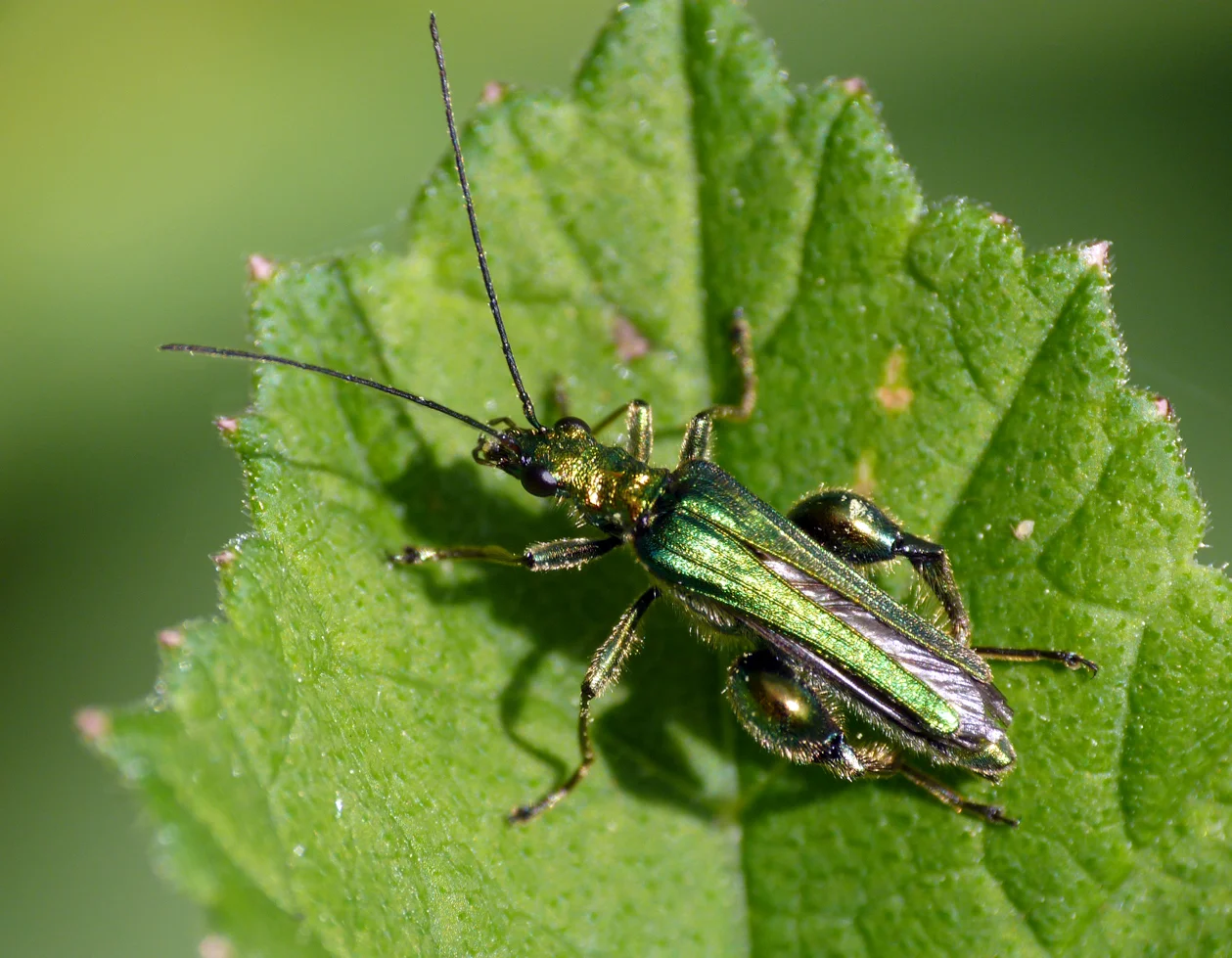 Swollen-thighed Beetle - Mouin Huet - 31 May 16