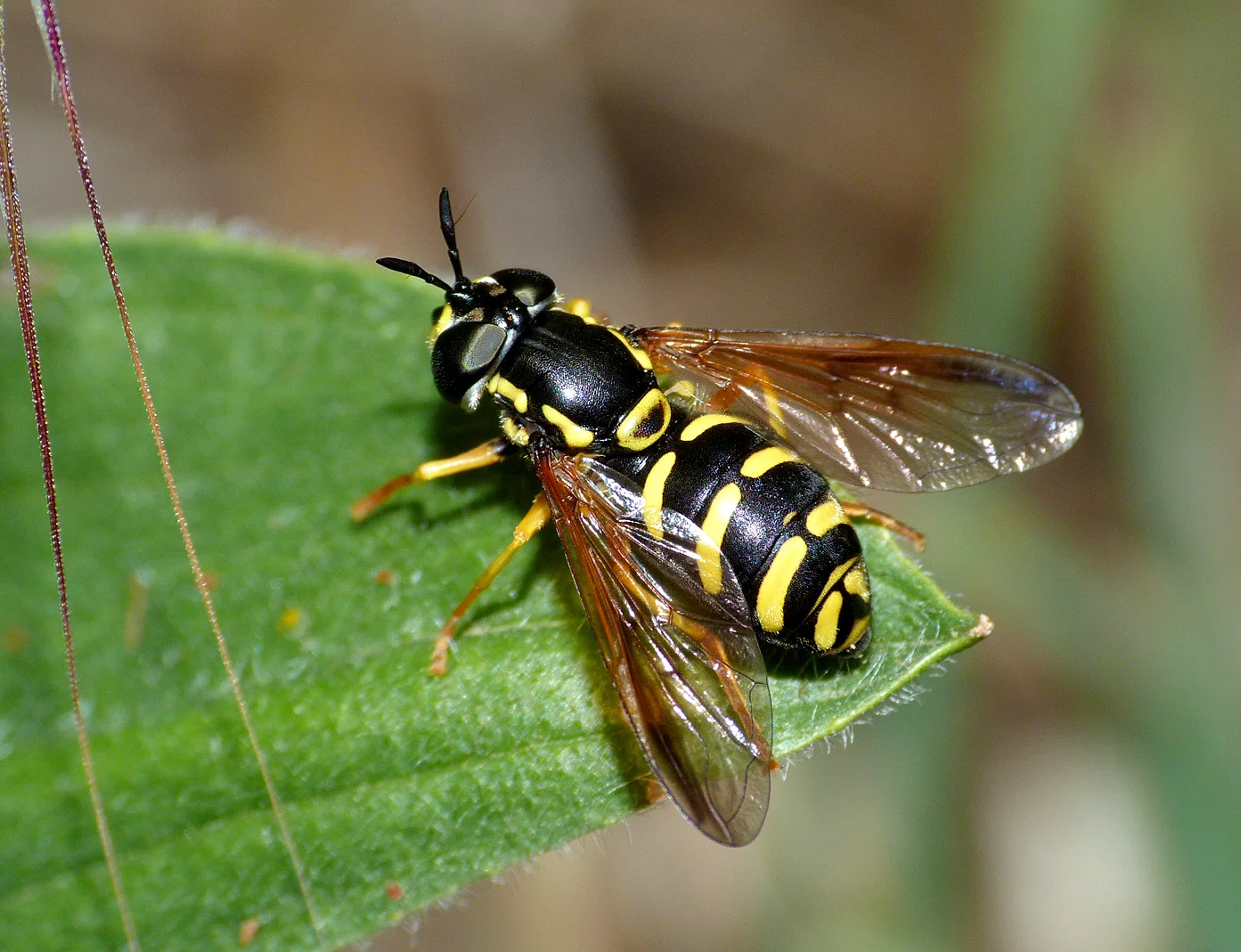 Chrysotoxum festivum - Mouin Huet - 31 May 16