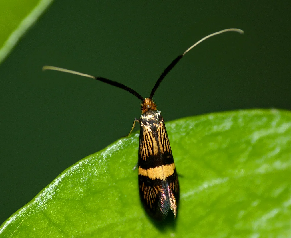 Adela croesella - Mouin Huet - 31 May 16