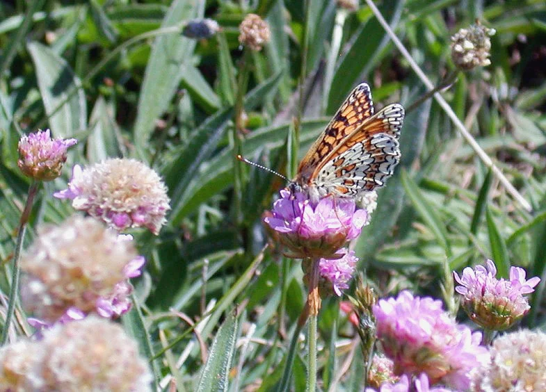 Glanville Fritillary - Mont Herault - Jun 10