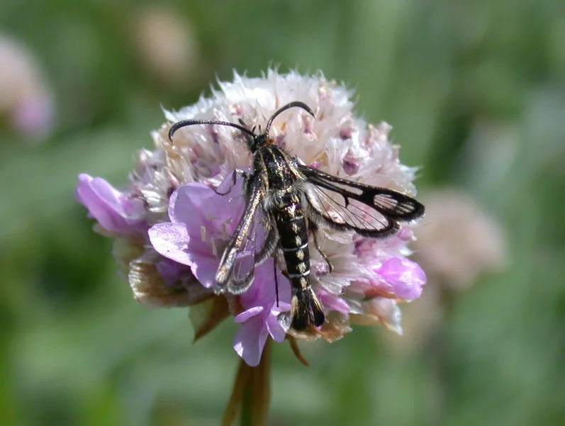 Thrift Clearwing - Mont herault, Jun 10