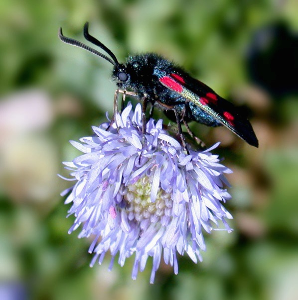 Five-spot Burnet - Mont Herault - Jun 10