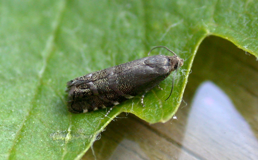Cydia conicolana - presuming I have correctly identified it, and unless there has been a record in the last few weeks, this appears to be a first for Guernsey. A tortrix moth feeding on pine cones.
