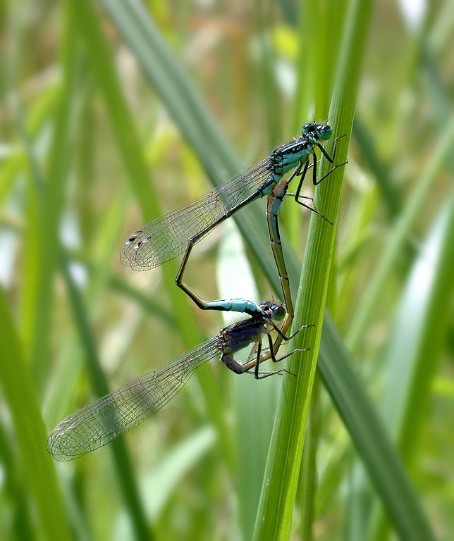Blue-tailed Damselflies - Talbot Valley - June 10