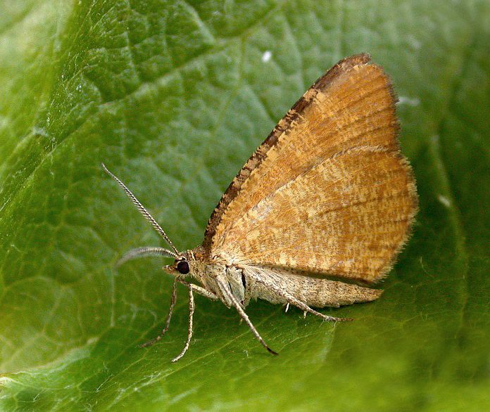 Rannoch Looper - garden jun 10