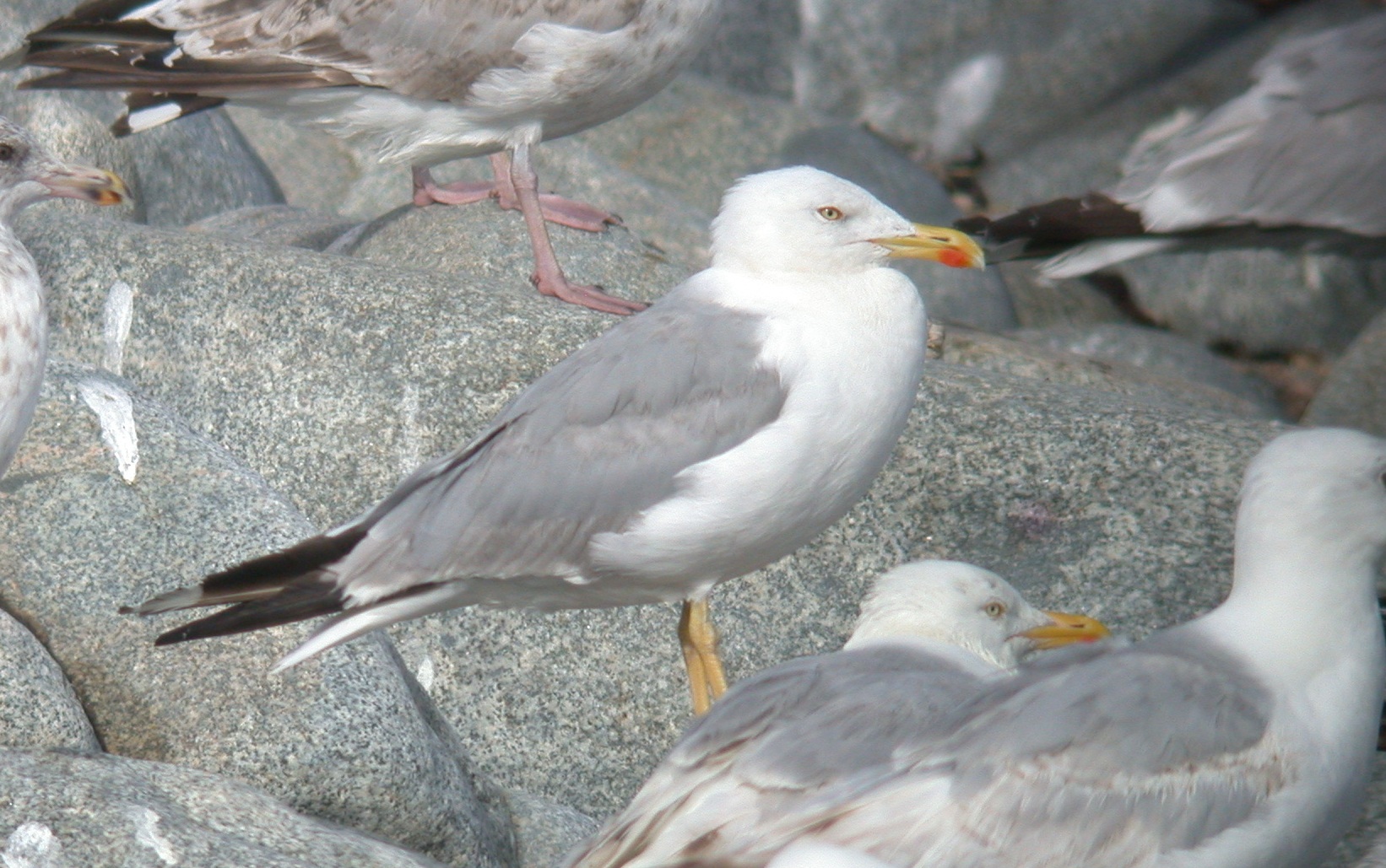 Yellow-legged Gull - Chouet Jul 10