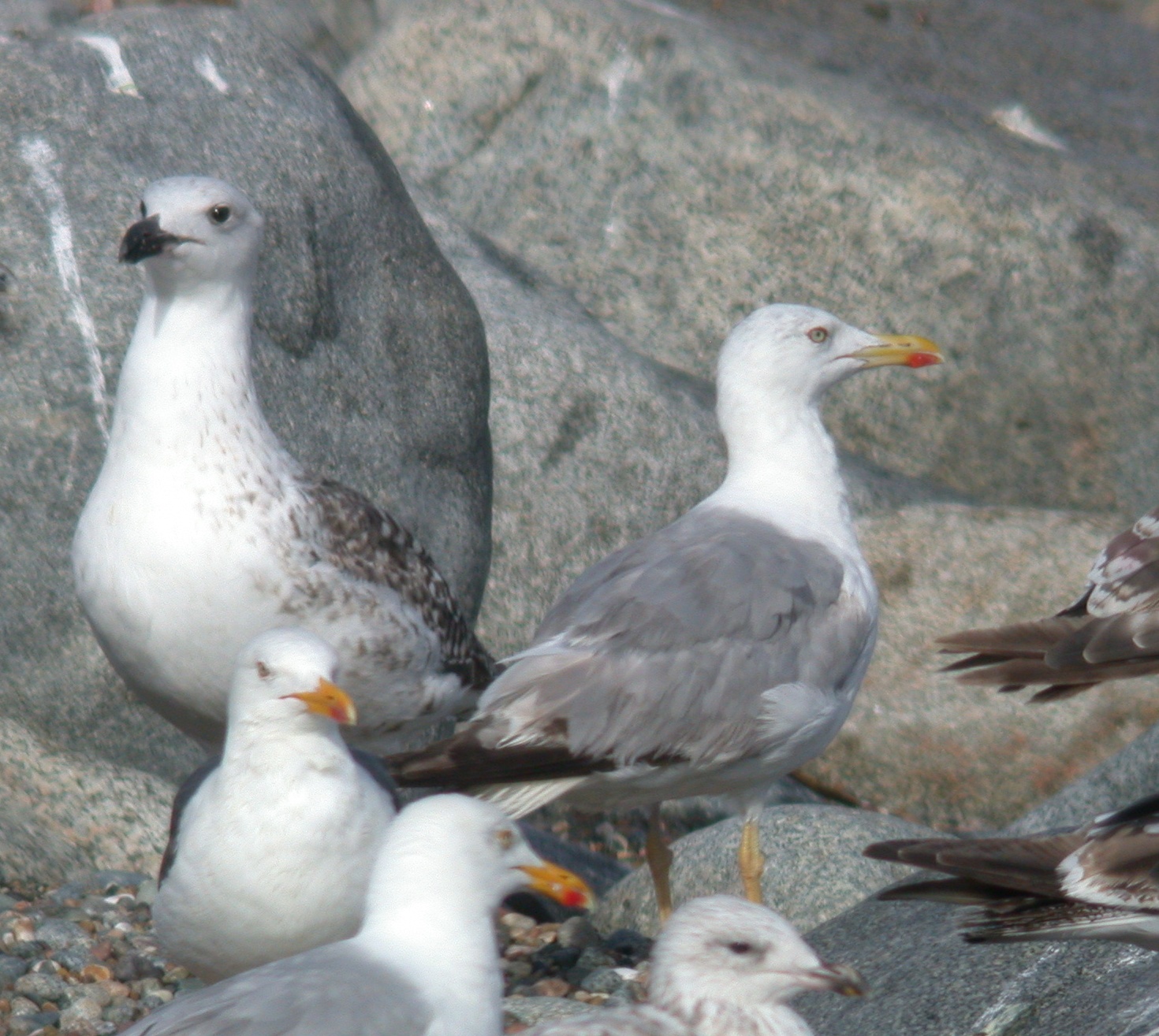 3rd summer Yellow-legged Gull - JuL 10