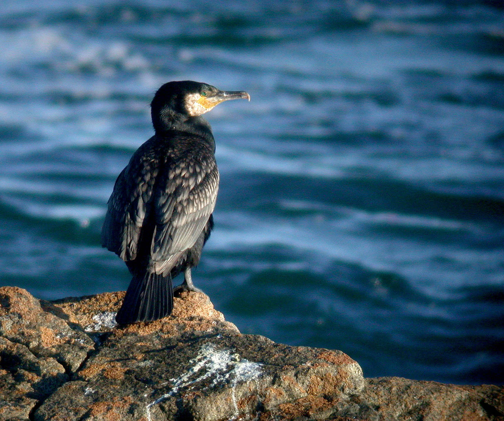 Cormorant - Chouet, Jul 10