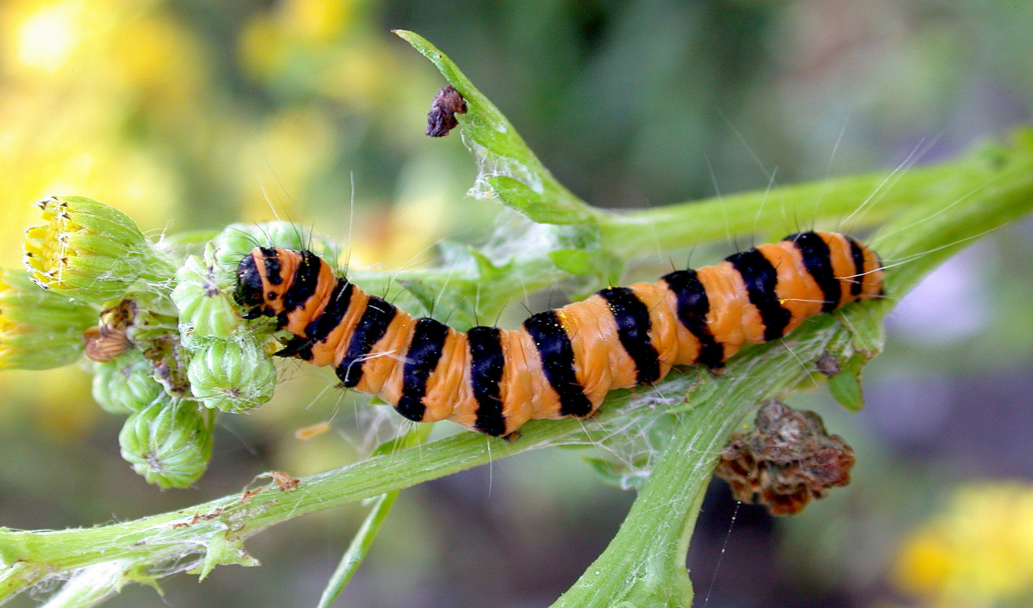 Cinnabar larva - Les Effards Jul 10