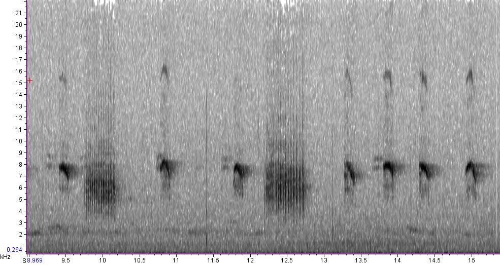 Wren sonogram