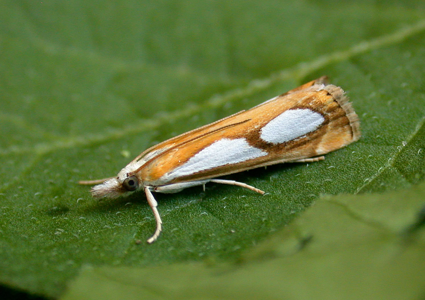 Catoptria pinella - garden Jul 10