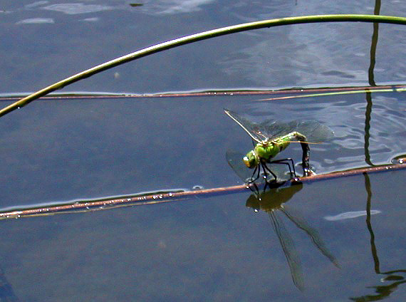 Emperor Dragonfly laying eggs talbot valley jun 10